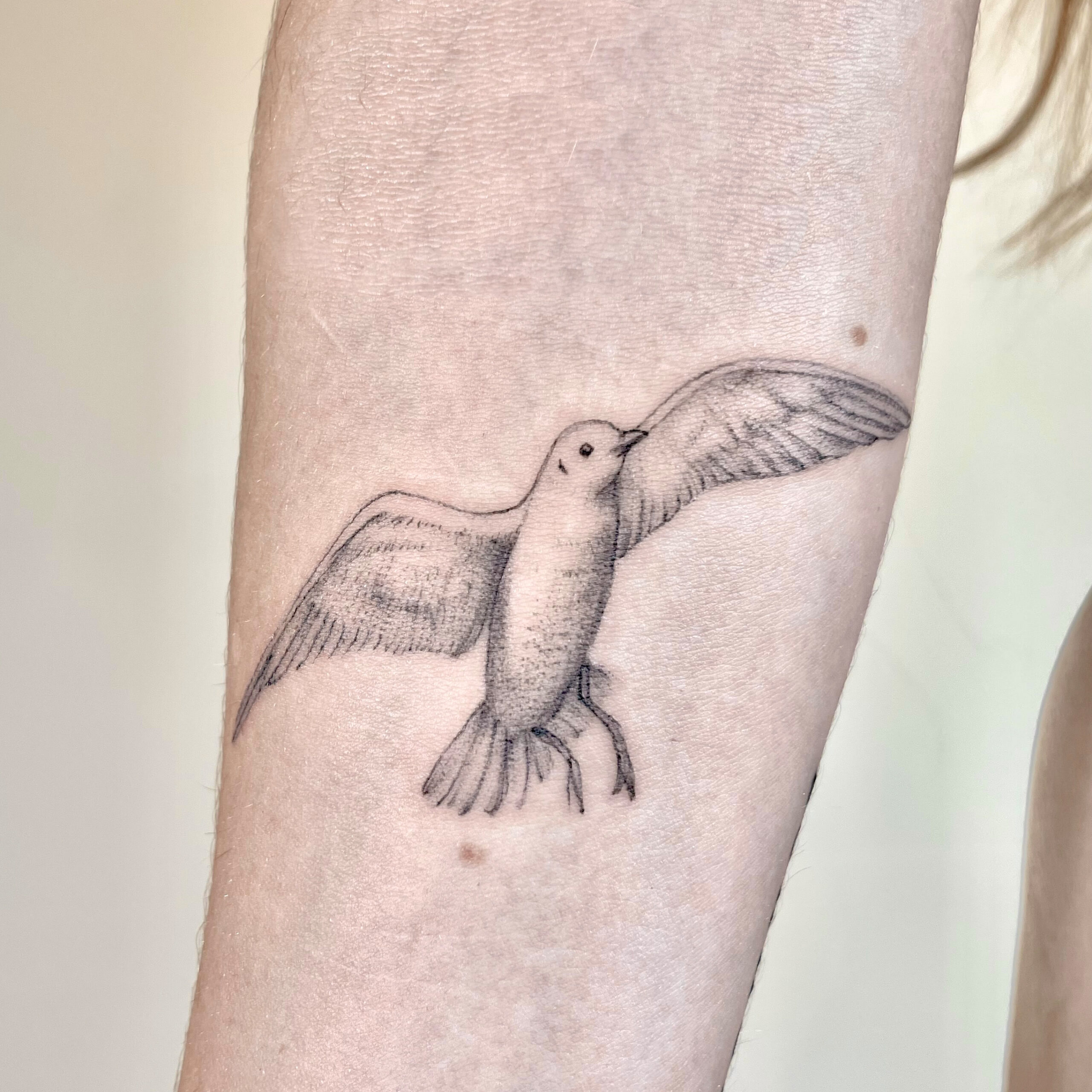 Seegall, möwe, mouette, sea bird tattoo in fineline style, microrealistic tattoo of a seegall flying on a lower arm