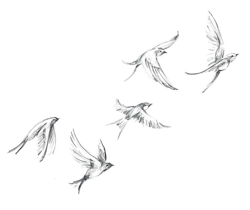 schwalben flug design dessin vol d hirondelles swallows flying tattoo design zürich